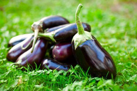 Organic Black Beauty Eggplant,  Solanum melongena